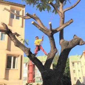 Chantier d'élagage
